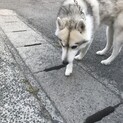 シベリアンハスキーの男の子♂