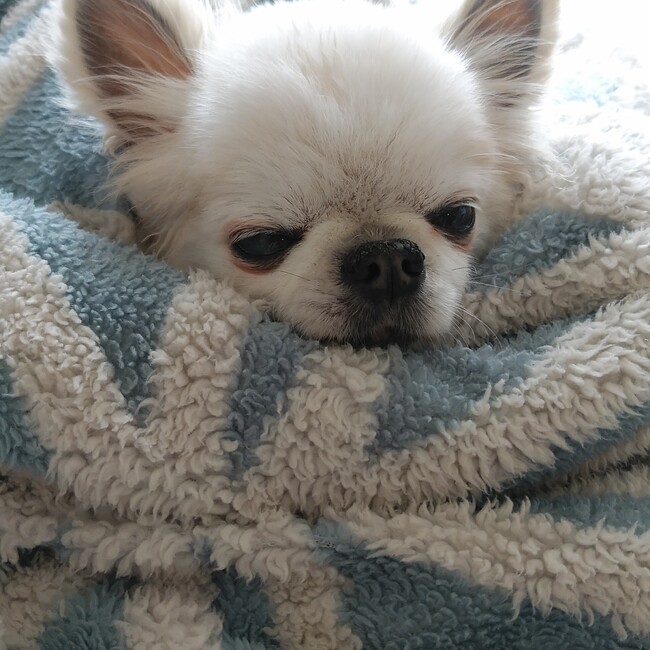 つじみつのカバー写真