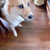 あいにゃー