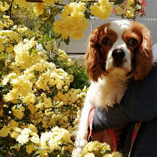 穏やかで甘えん坊なキャバリアの女の子