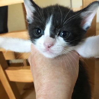 お腹ぽっちゃり小さなハチワレ兄弟
