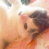 ちゅんちゅんVMAX