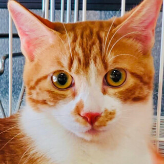 柄が特徴的な男の子❤️チャト