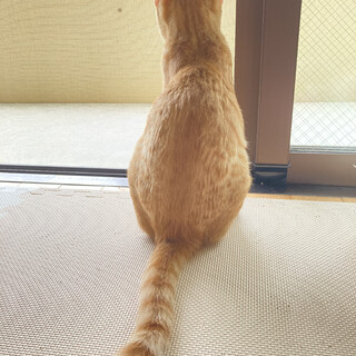 茶トラのオスです