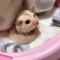 1／3脱曩　フクロモモンガ　クリミノ女の子♀