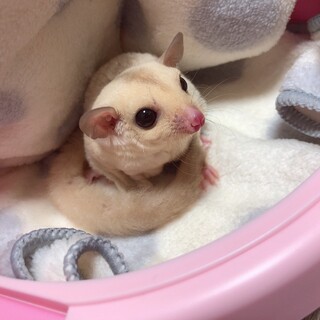 1／3脱曩　フクロモモンガ　クリミノ女の子♀