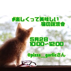 猫の譲渡会in浜松