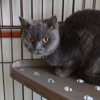 甘えん坊なブリティッシュショートヘア女の子