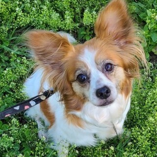 パピヨンのステラちゃん