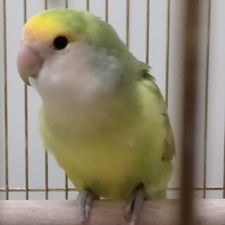 コザクラインコ（イエロータイガーチェリー）