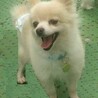 ポメラニアン♀ポピー　推定4～5才 サムネイル2