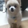 ポメラニアン♀ポピー　推定4～5才 サムネイル3