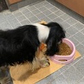 アメリカンコッカースパニエル　3歳　男の子