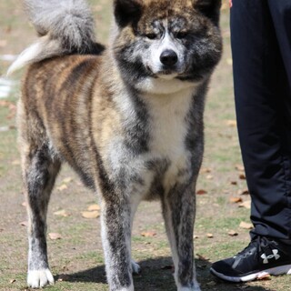 一時募集を中止致します