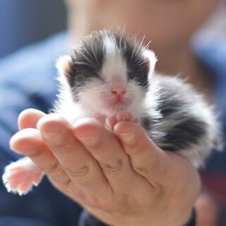 ふわふわの白黒ぱんだちゃん天使