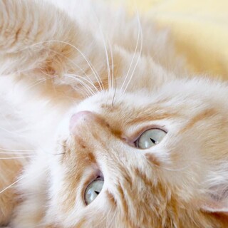 長毛の緑色の目の茶トラ、モフ君！