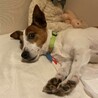 ジャックラッセル♀アリス　推定3歳 サムネイル3