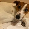 ジャックラッセル♀アリス　推定3歳 サムネイル4