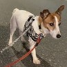 ジャックラッセル♀アリス　推定3歳 サムネイル5