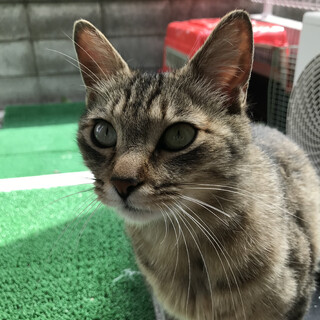 ヘルプアピール全開妊婦猫（避妊手術予定あり）