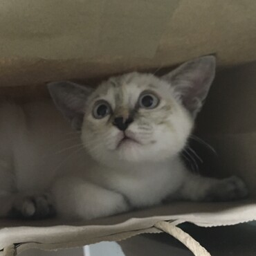まだ白い