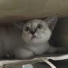 まだ白い
