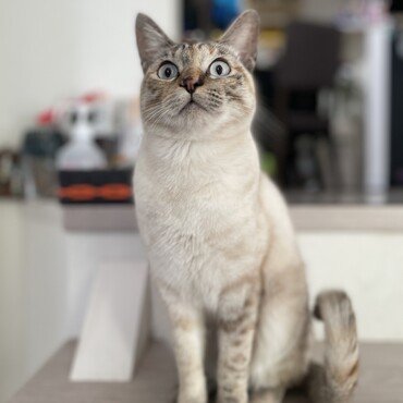 にゃんみの写真