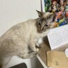 の写真