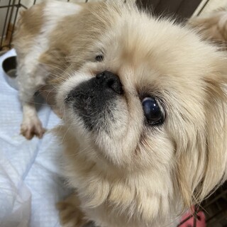 ペキニーズ女の子