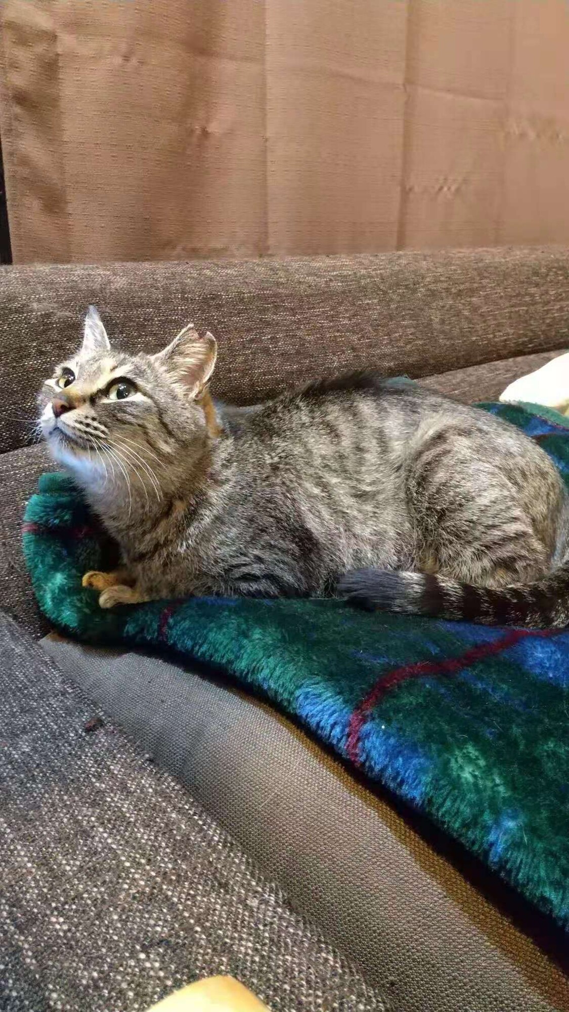 最弱のさくら猫ふーちゃん 群馬県 猫の里親募集 ペットのおうち 月間利用者150万人