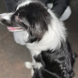 ボーダーコリー　８ヶ月　男の子　超甘えた　未去勢！