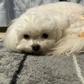 人が大好きなマルチーズ♀イブちゃん