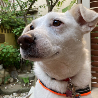 人懐こい女の子「いまる」