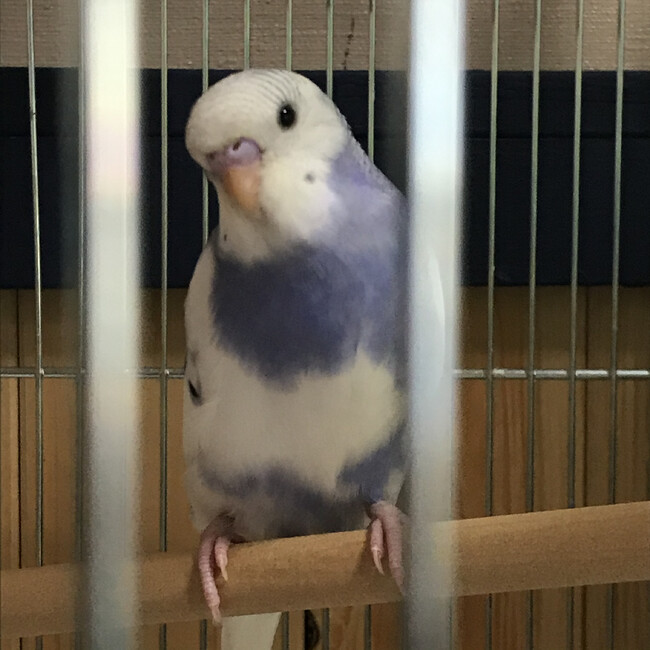 とわりんのカバー写真