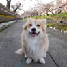 shirocmaさん