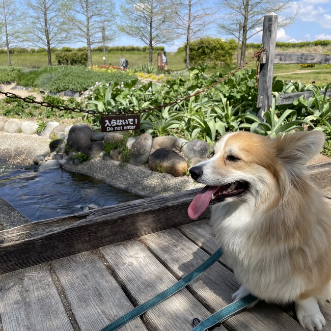 shirocmaのカバー写真