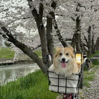 モリー