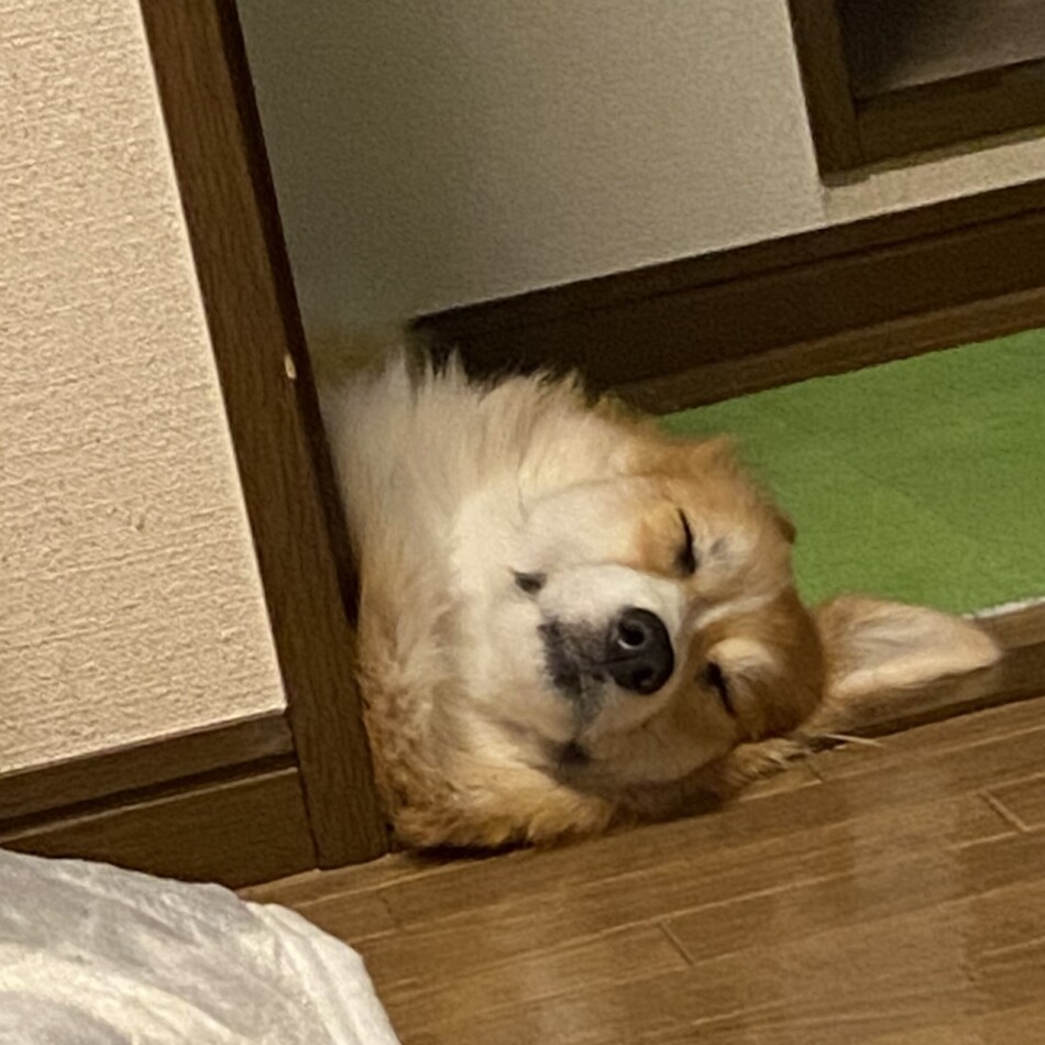 モリーのカバー写真
