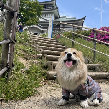小牧山に登ったよ！