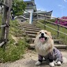 小牧山に登ったよ！