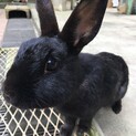 癒しのウサギちゃんに新しいおうちを探しています♪