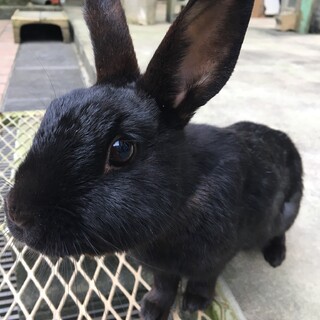 癒しのウサギちゃんに新しいおうちを探しています♪