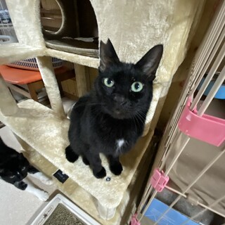 なでなで大好き♪甘えん坊の黒猫さん。