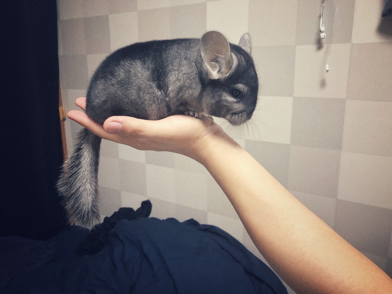 チンチラ 女の子 生後1 徳島県 小動物の里親募集 ペットのおうち 月間利用者150万人