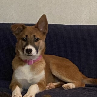 大人しいりんごの安心出来るお家を探しています