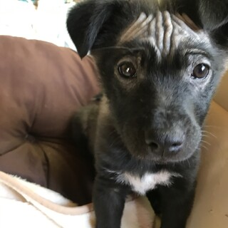 里親さま決定★３ヶ月男の子