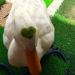 「のせてみた」サムネイル3