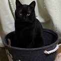 ☆黒猫くぅちゃん☆優しくて甘えん坊の活発な男の子