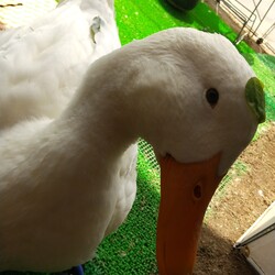 「のせてみた」サムネイル2