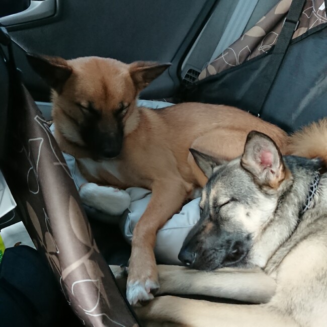 鳳凰5261のカバー写真